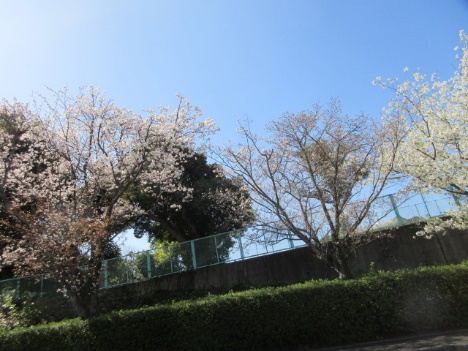 花見